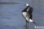 Barnacle Goose (Branta leucopsis)