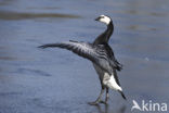 Brandgans (Branta leucopsis)