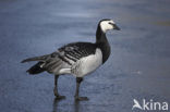 Barnacle Goose (Branta leucopsis)