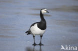 Barnacle Goose (Branta leucopsis)
