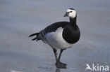 Barnacle Goose (Branta leucopsis)