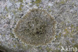 blistered camouflage lichen (Parmelia loxodes)
