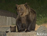 Bruine beer (Ursus arctos)