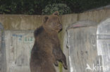 Bruine beer (Ursus arctos)