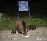 Bruine beer (Ursus arctos)