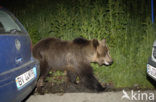 Brown Bear (Ursus arctos)