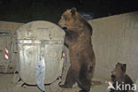 Brown Bear (Ursus arctos)