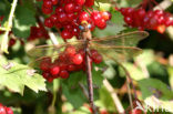 Brown Hawker (Aeshna grandis)