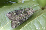 Green Arches (Anaplectoides prasina)