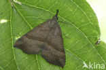 Bruine snuituil (Hypena proboscidalis)