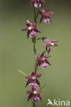 Bruinrode wespenorchis