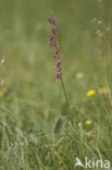 Bruinrode wespenorchis