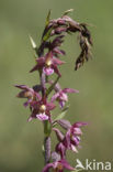 Bruinrode wespenorchis