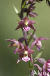 Bruinrode wespenorchis