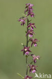 Bruinrode wespenorchis