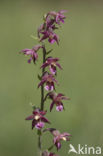 Bruinrode wespenorchis