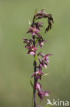 Bruinrode wespenorchis