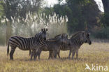 Burchell s zebra (Equus burchellii)