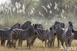 Burchell s zebra (Equus burchellii)