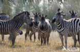 Burchell s zebra (Equus burchellii)