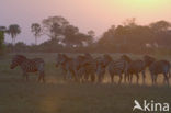 Burchell s zebra (Equus burchellii)