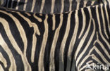 Burchell s zebra (Equus burchellii)