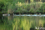 Canada Goose (Branta canadensis)