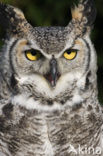 Montana great horned owl (Bubo virginianus occidentalis)