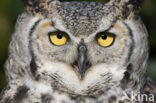 Montana great horned owl (Bubo virginianus occidentalis)
