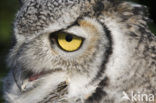 Montana great horned owl (Bubo virginianus occidentalis)