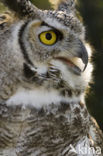 Montana great horned owl (Bubo virginianus occidentalis)