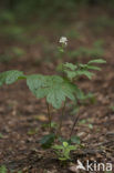 Christoffelkruid (Actaea spicata) 