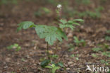 Christoffelkruid (Actaea spicata) 