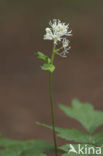 Baneberry / Herb Christopher (Actaea spicata)