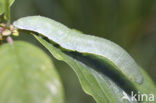 Brimstone (Gonepteryx rhamni)