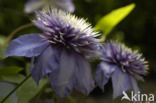 Clematis Multi Blue