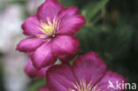 Clematis Rouge Cardinal