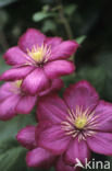 Clematis Rouge Cardinal