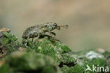 Clover root weevil (Sitona lepidus)