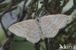 Crème stipspanner (Scopula ternata)