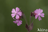 Dagkoekoeksbloem (Silene dioica)