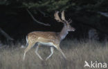 Fallow Deer (Dama dama)