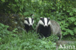 Badger (Meles meles)