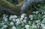 Ramsons (Allium ursinum)