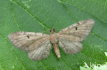 Dennendwergspanner (Eupithecia indigata)