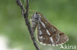 Bordered White (Bupalus piniaria)