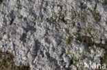 White rim lichen (Lecanora rupicola)