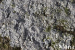 Dijkschotelkorst (Lecanora rupicola) 