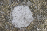 Porpidia lichen (Porpidia tuberculosa)