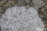 Porpidia lichen (Porpidia tuberculosa)